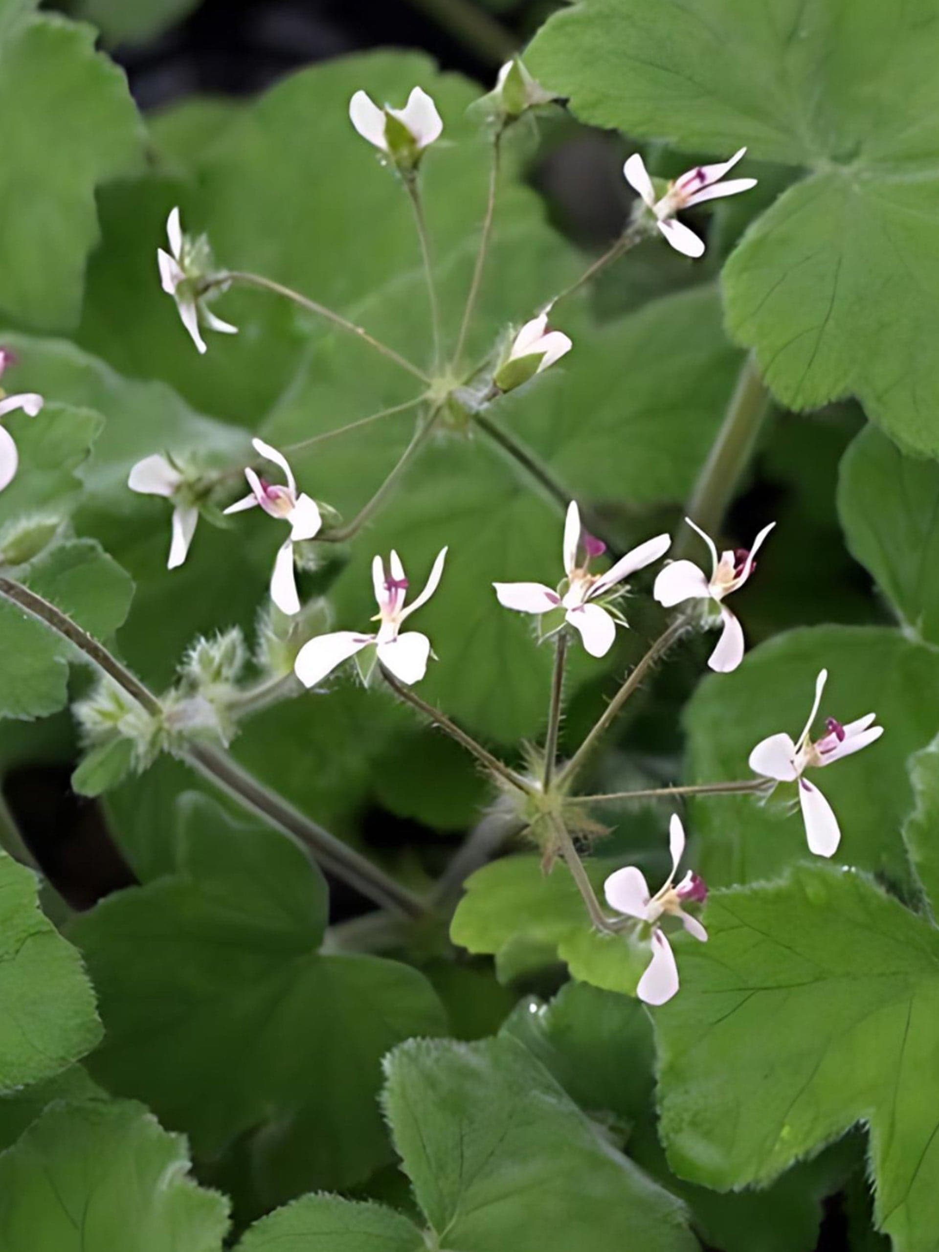 Tomentosum