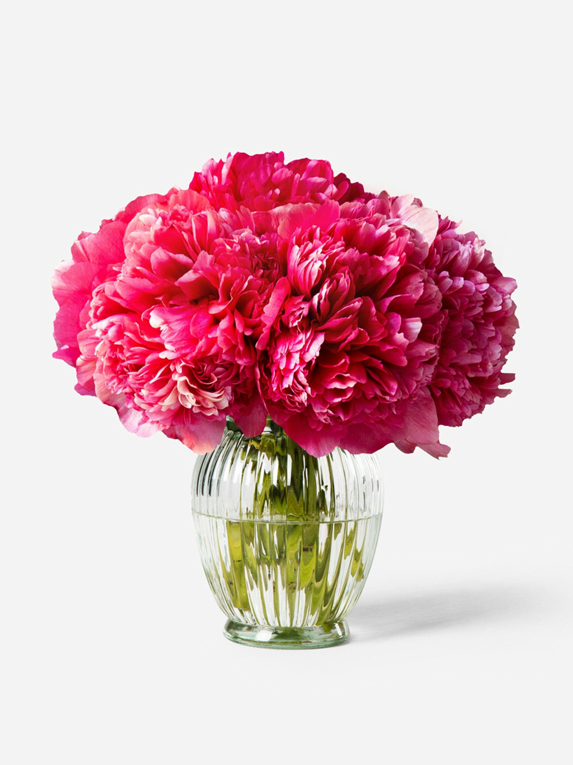 Framboise Peony bouquet (10 stems)