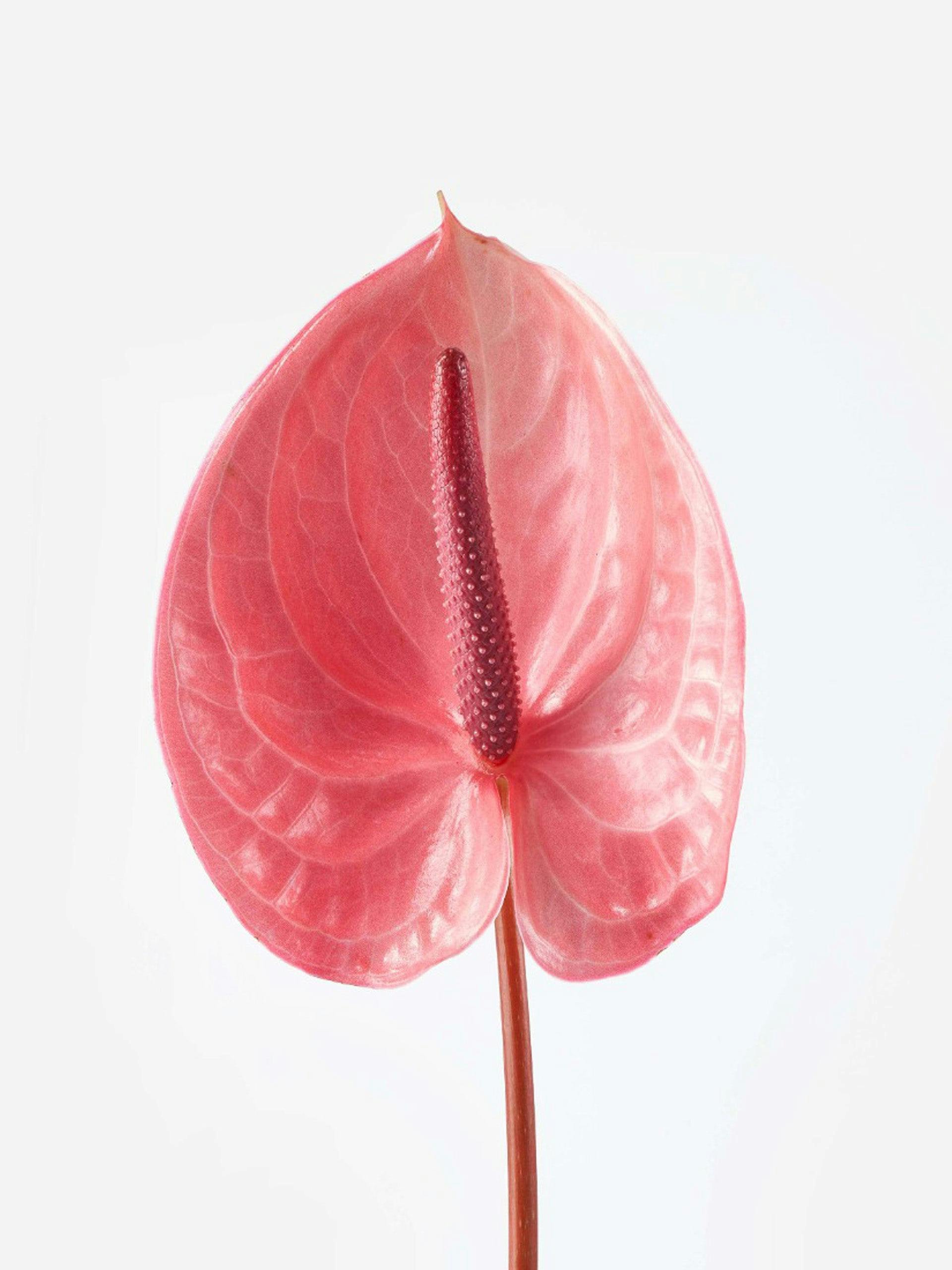 Daybreak Anthurium (10 stems)