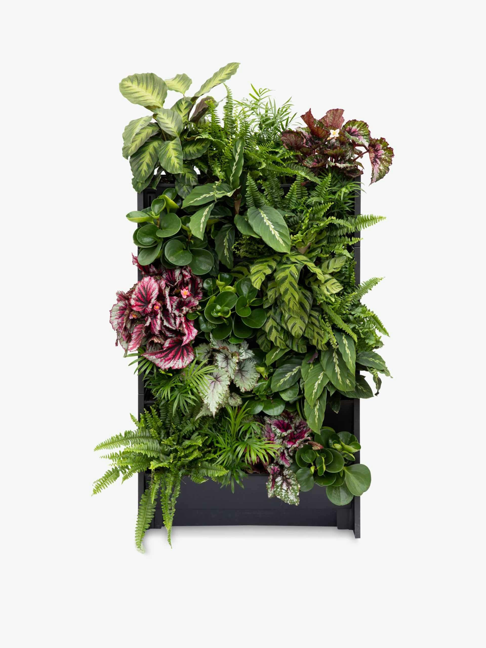 Indoor house plants living wall