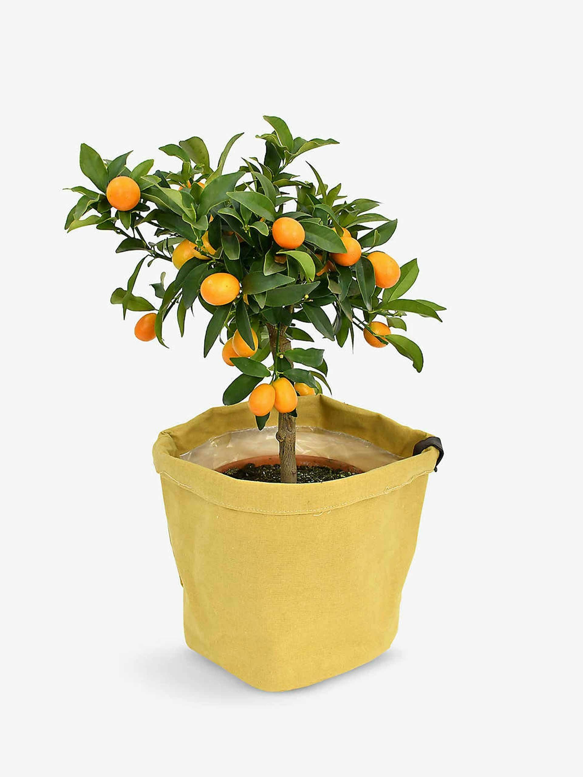 Citrus tree in canvas bag
