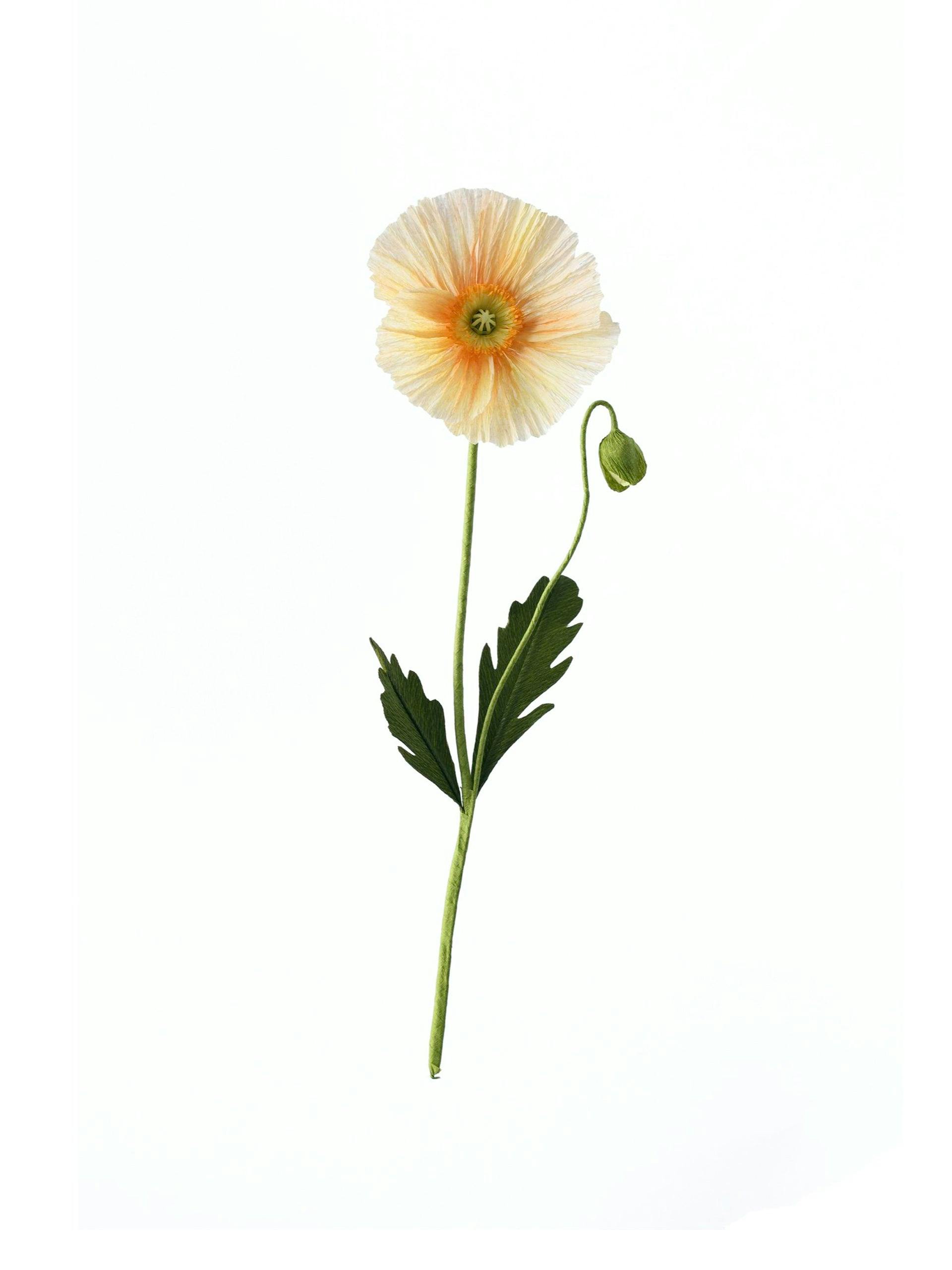 Paper icelandic poppy flower