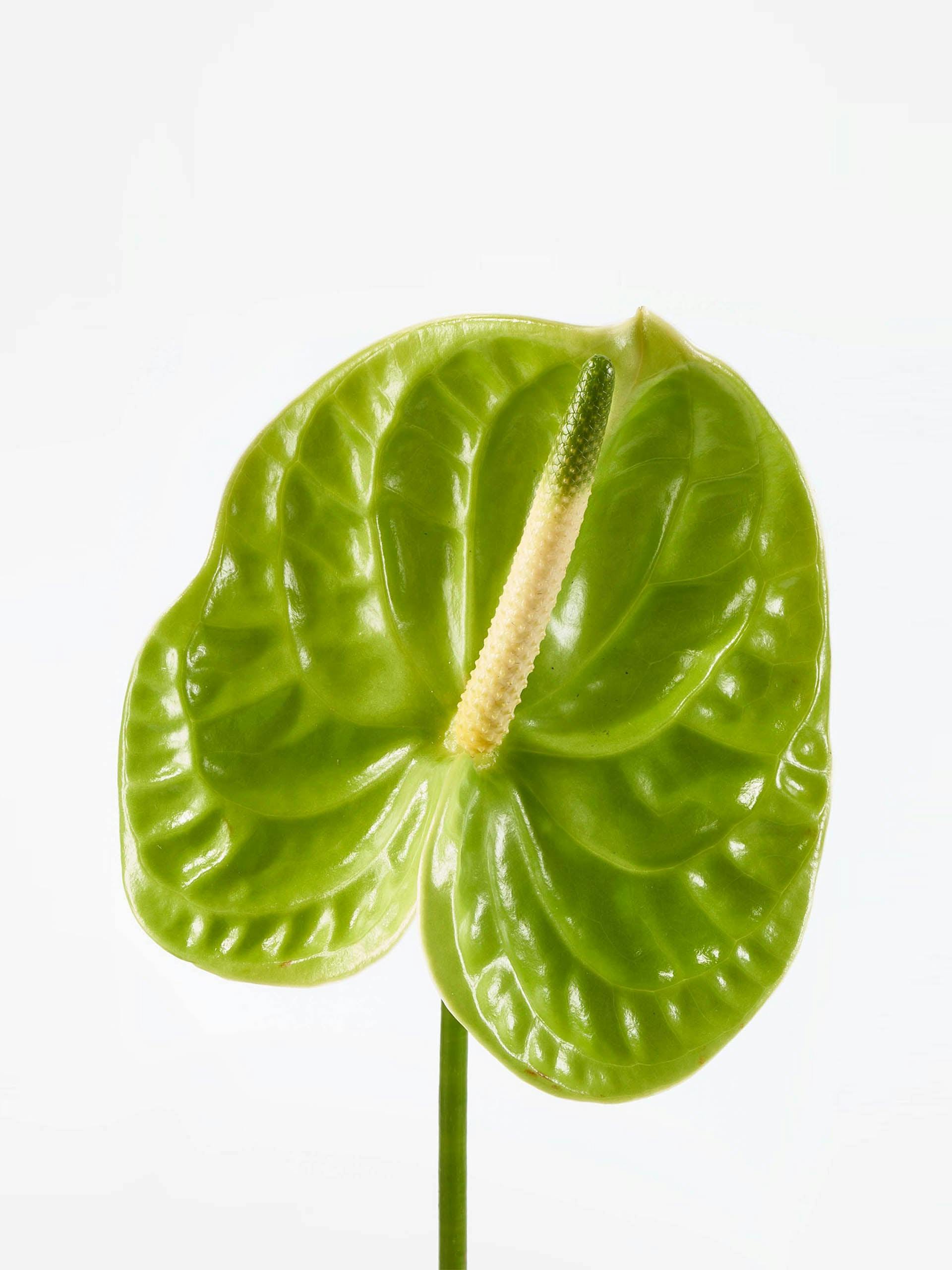 Lily green anthurium