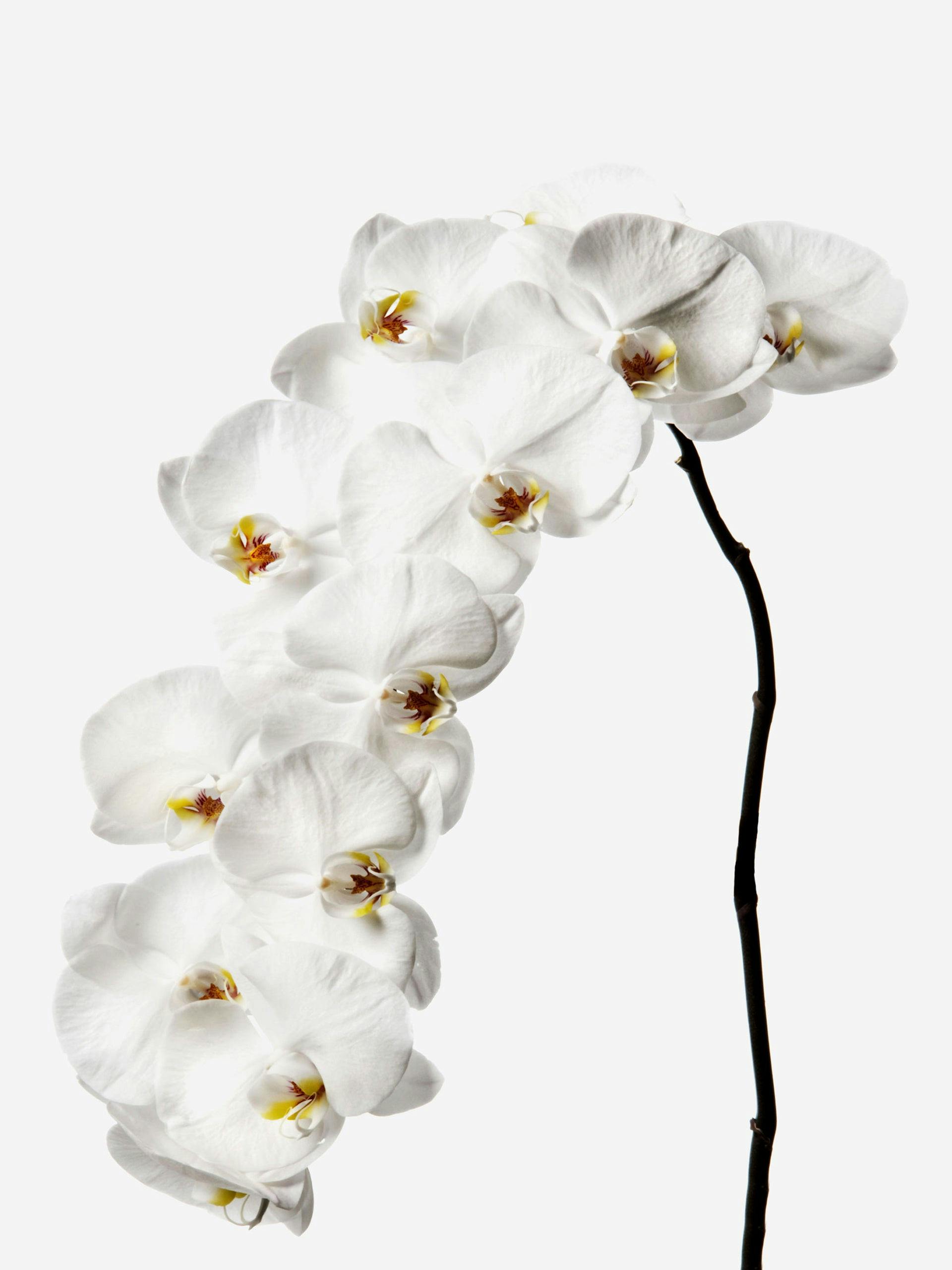 Snow white phalaenopsis cut orchid flower