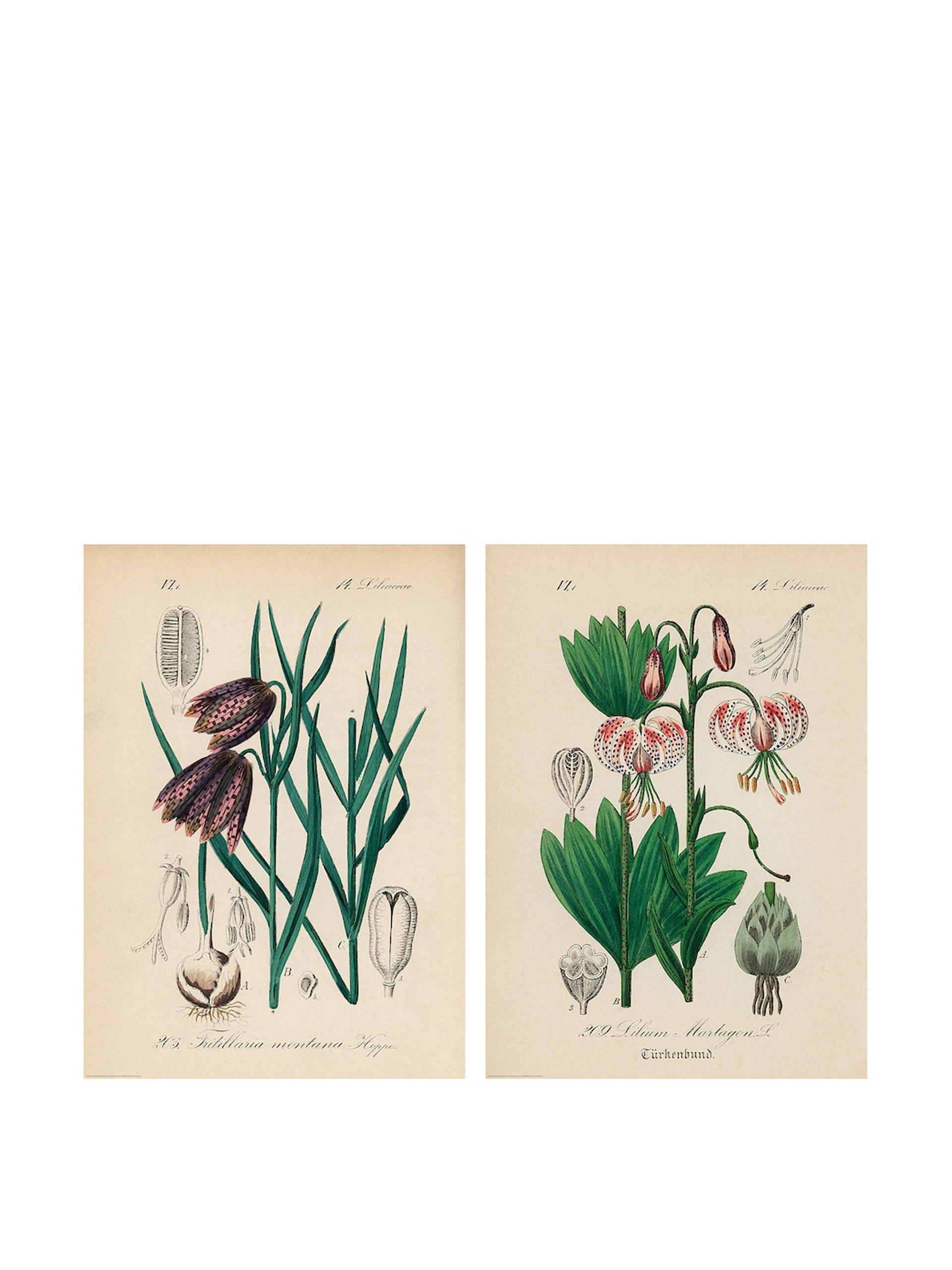 Martagon Lily posters (set of 2)