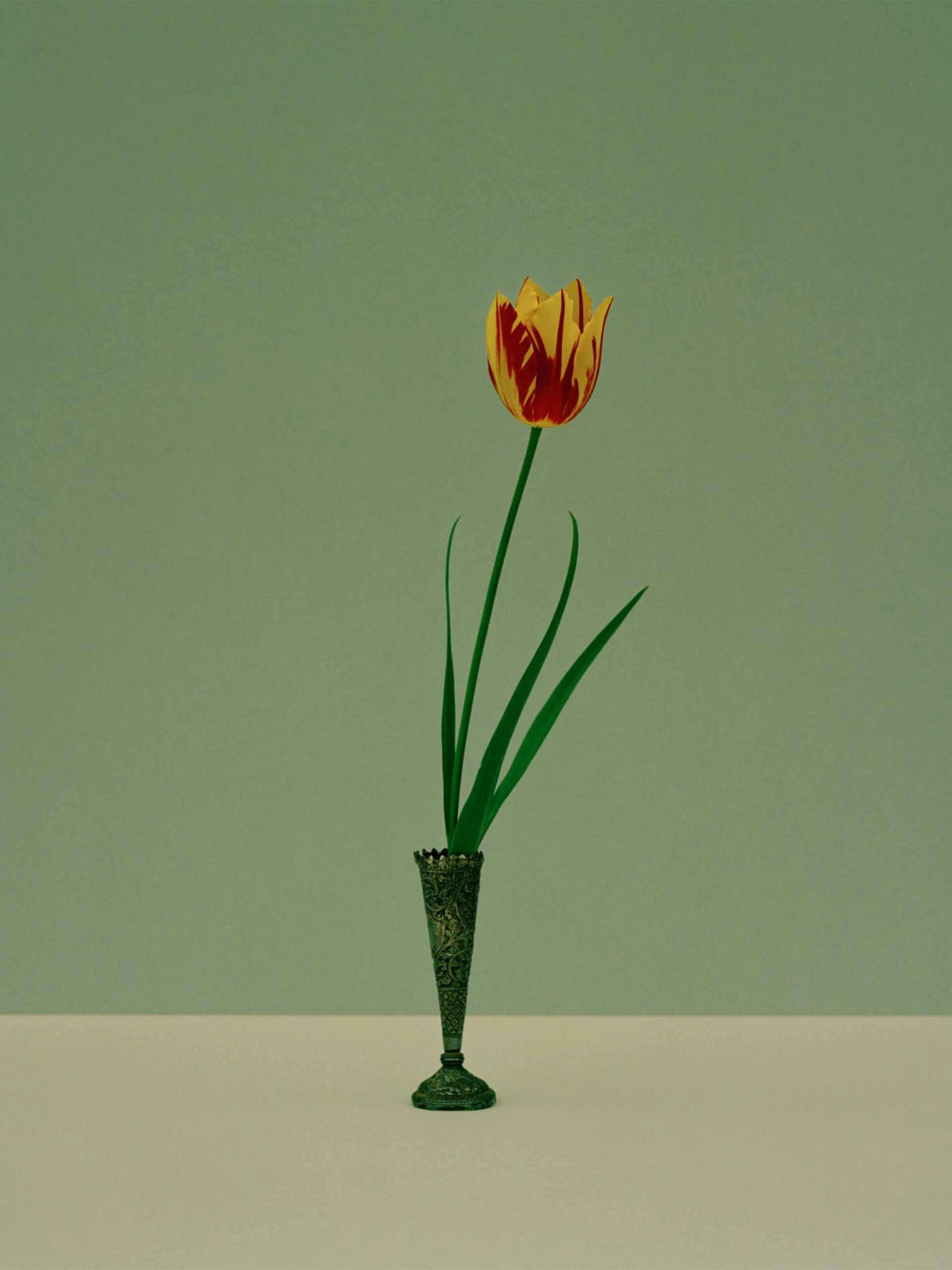 Sue Stuart-Smith, Tulipa 'Helmar' print