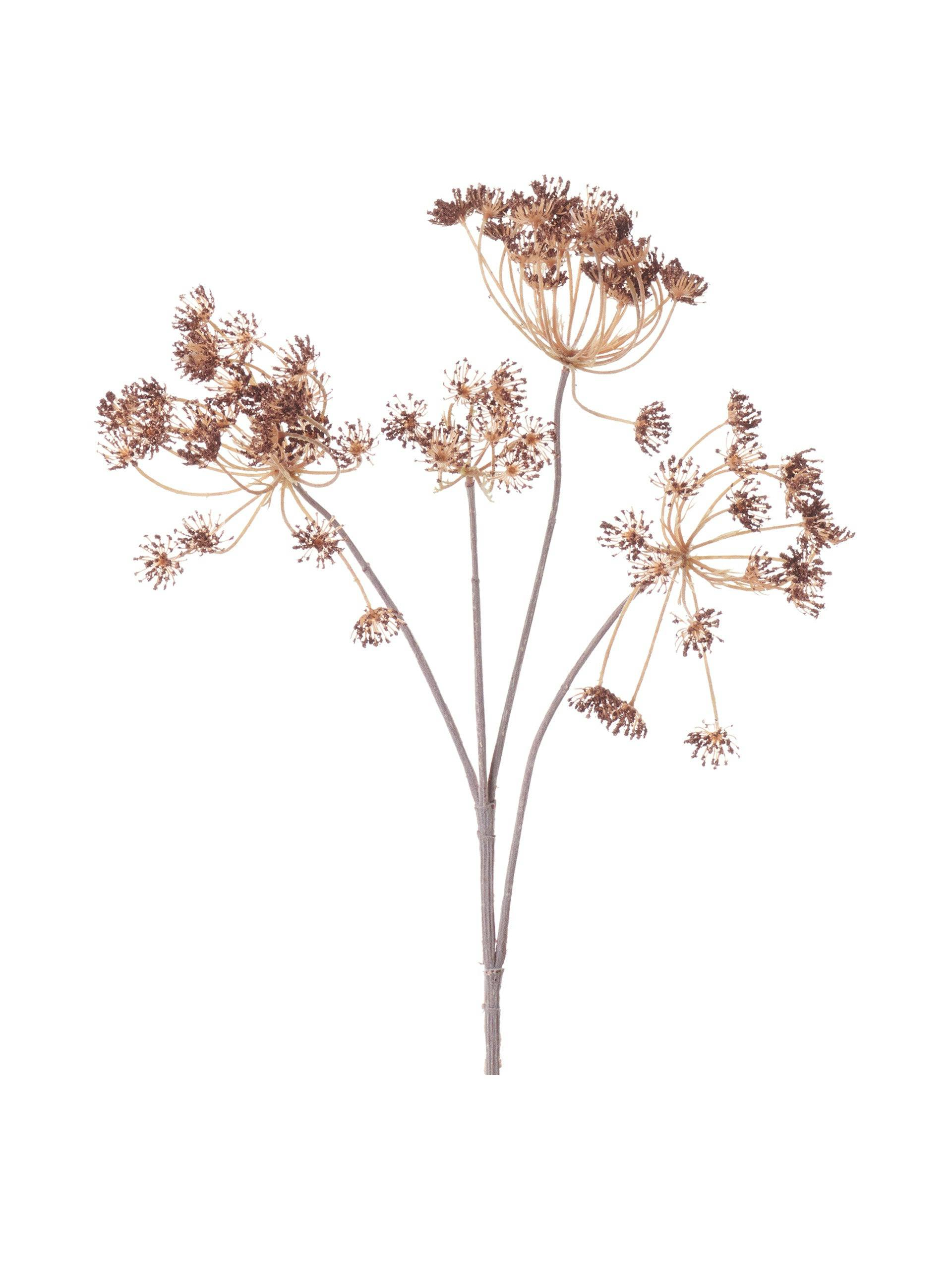 Queen Anne’s Lace stem