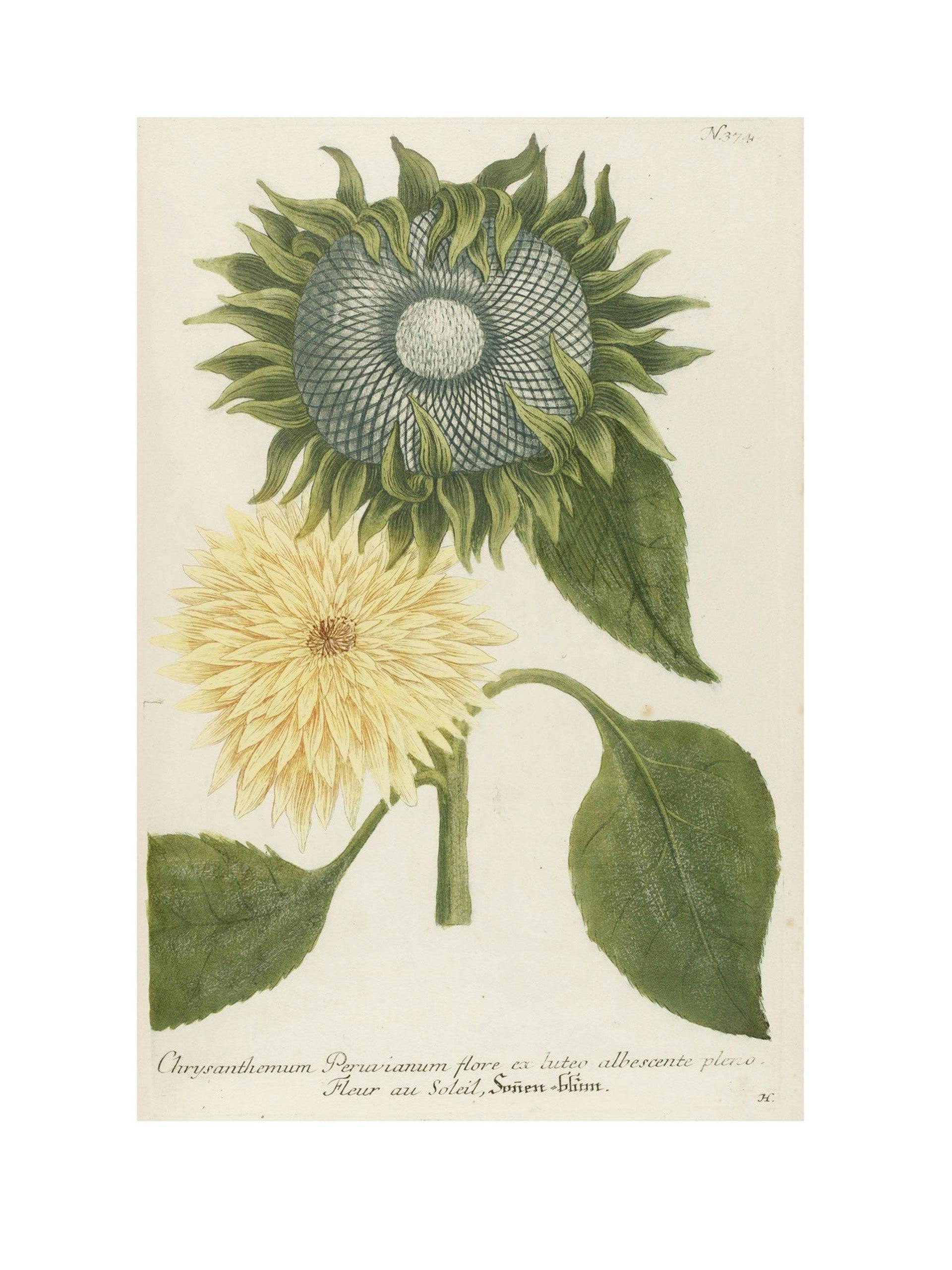 Chrysanthemum Indicum Maximum botanical print