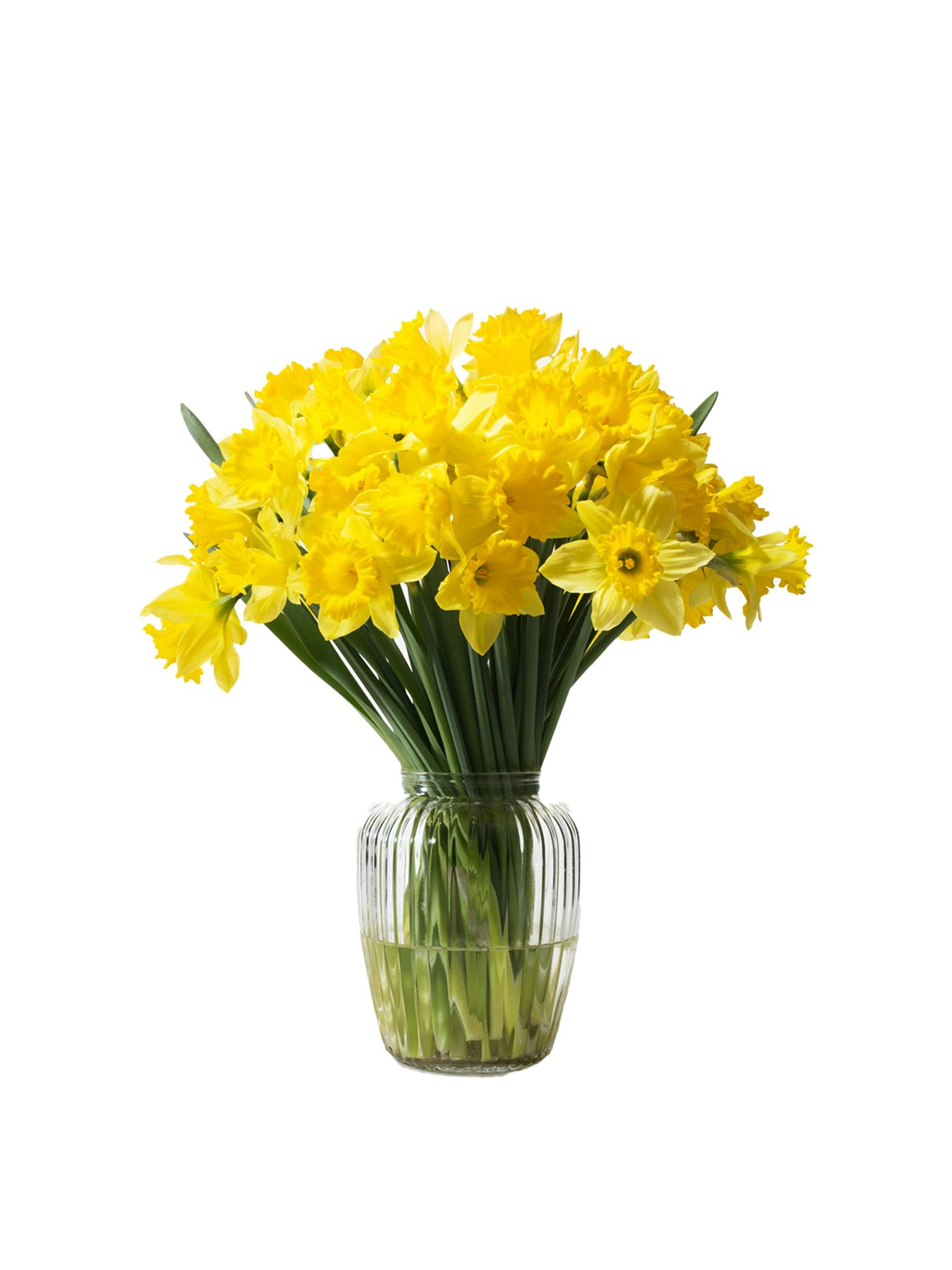 Daffodil box