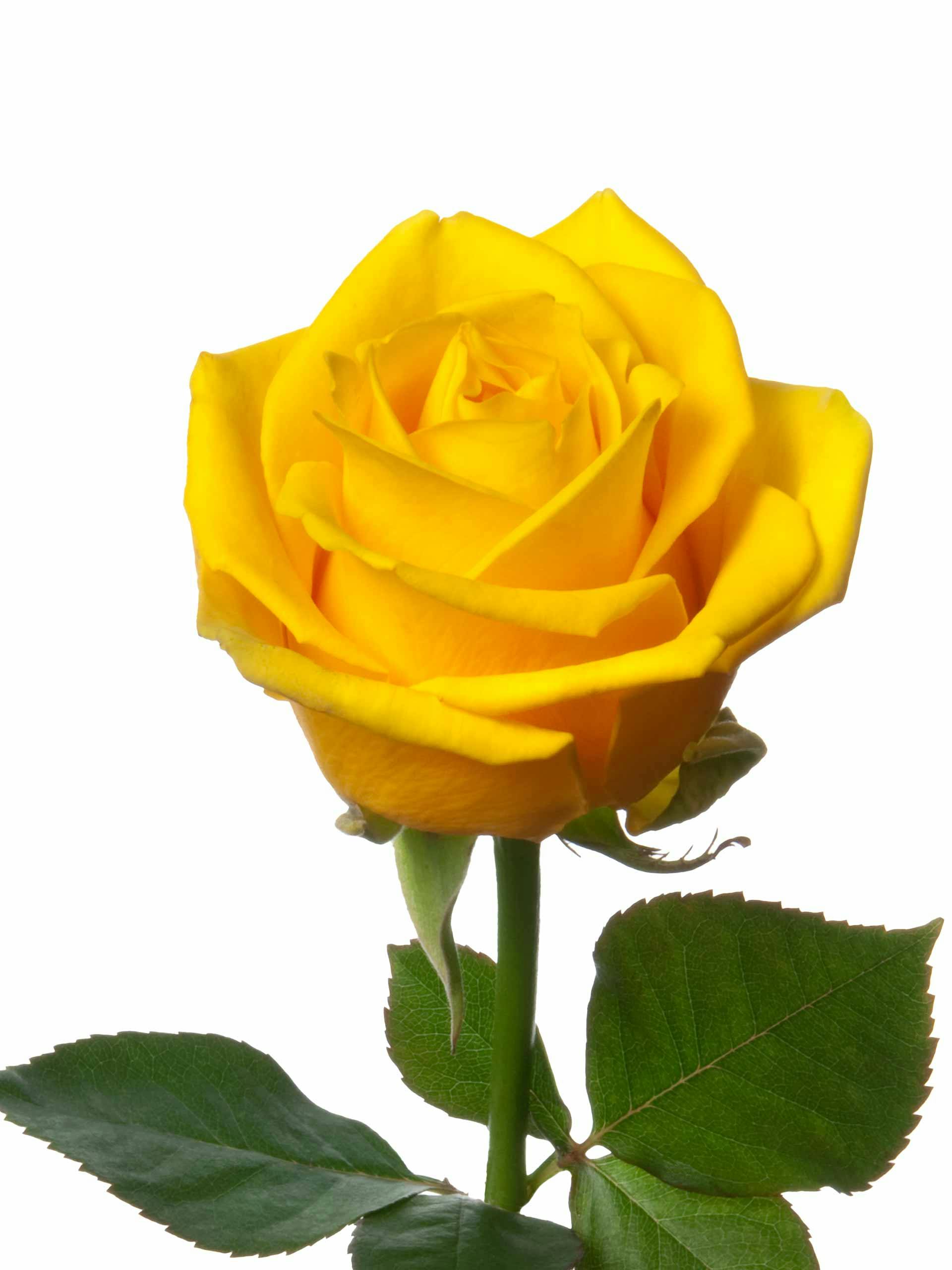 Yellow Penny Lane Rose (20 stems)