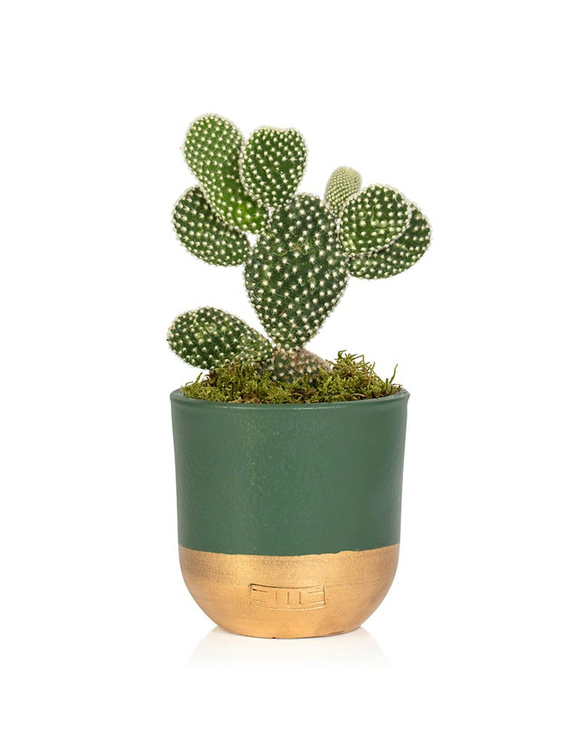 Green and gold potted cactus plant